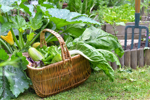 fresh vegetables in a wicker basket harvesting in garden