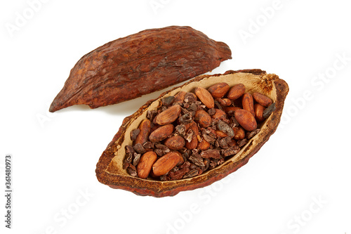 cocoa bean fuit isolated on white backrgound