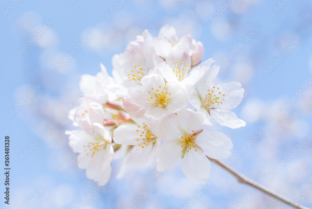 桜と青空 桜と青空