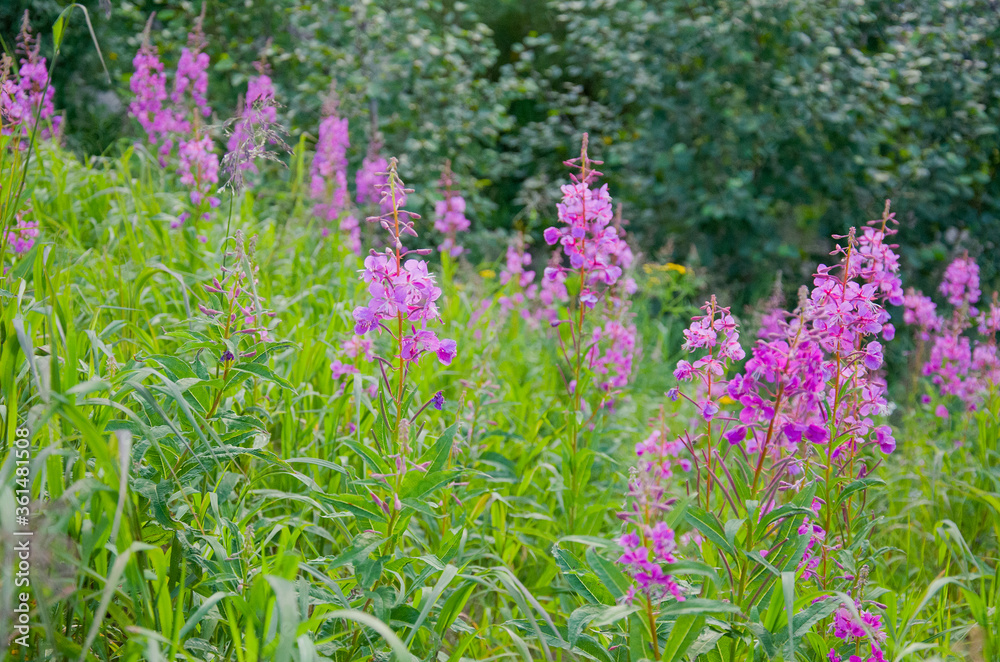 Obraz premium purple flowers Ivan-tea in the garden