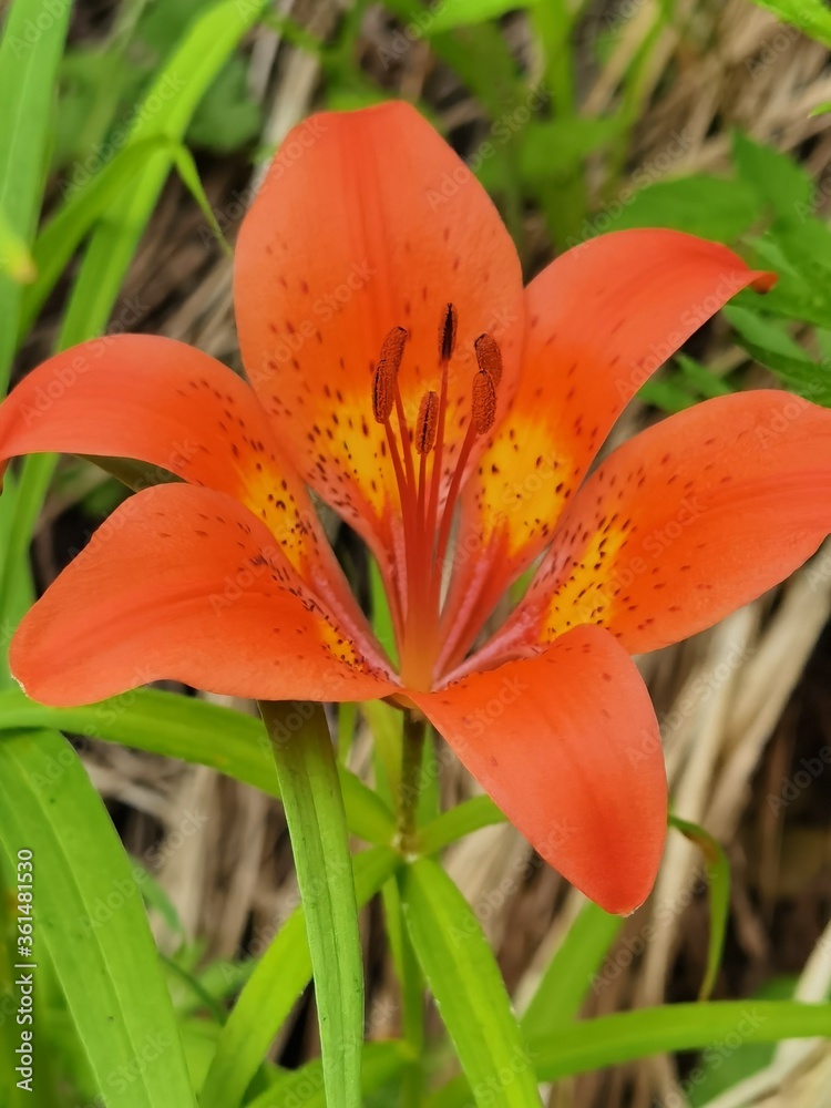 orange tiger lily orange tiger lily