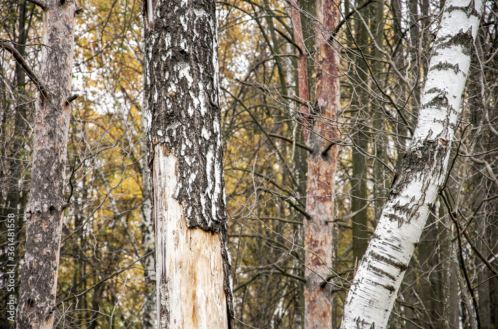 Obraz premium birch tree trunk in the Park