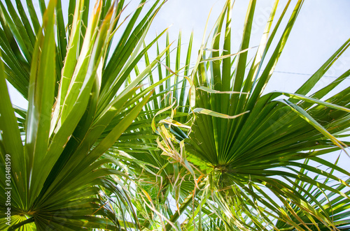 palm tree leaves