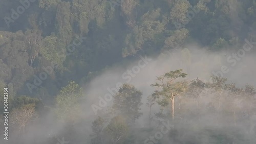 fog in the forest, Nilgiris, Westernghats photo