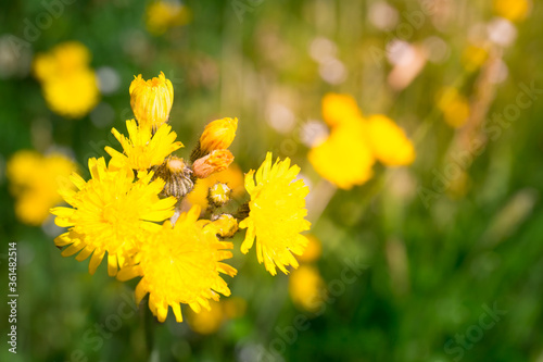yellow wildflowers at sunset on a green field and in the sun