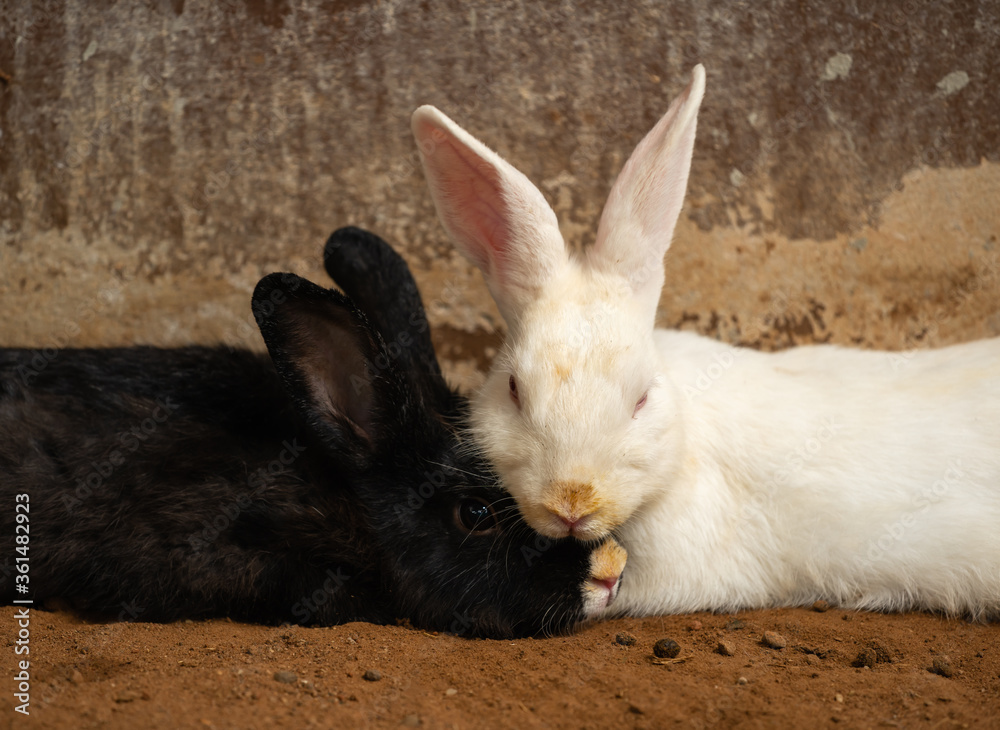 two white and black Rabbit or Bunny or Hare resting on ground two white and black Rabbit or Bunny or Hare resting on ground