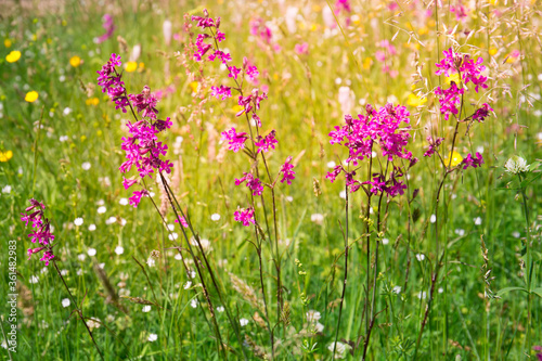 purple wildflowers at sunset on a green field and in the sun