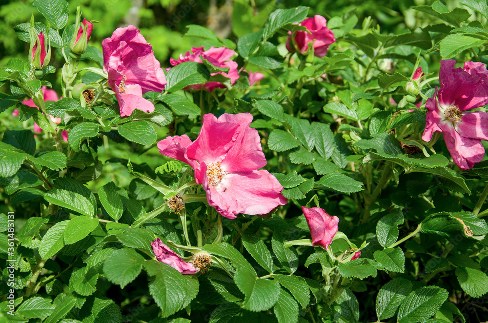 pink flowers in the garden