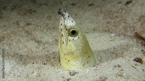 Highfin snake eel sits buried in the white sand, sticking out only his head. Night dive. Philippines. Malapascua. photo
