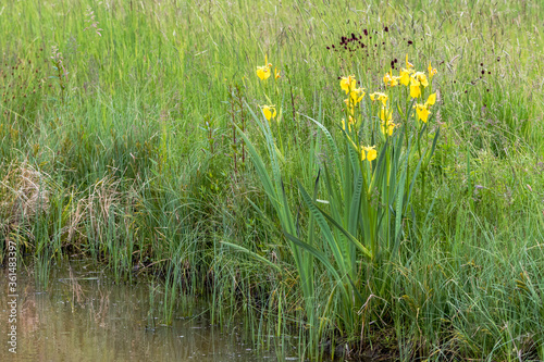 Schwertlilien photo