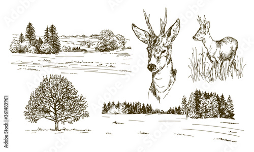 Fotografie, Obraz Rural landskape, forest and meadow with deer. Hand drawn set.
