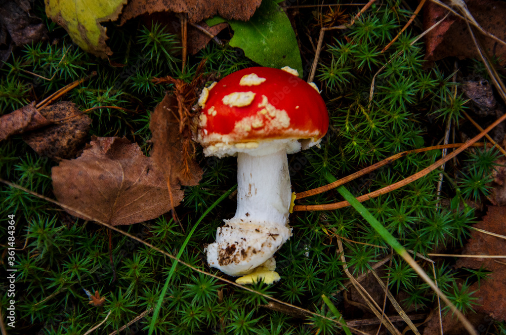 fly agaric mushroom in forest fly agaric mushroom in forest
