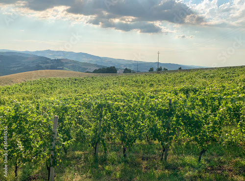 Beautiful vineyards on a sunny day on the soft hills of the Colli Piacentini, near Piacenza, Emilia Romagna, Italy. Local grape varieties are Barbera, Croatian, Malvasia, Ortrugo, Sauvignon, Bonarda photo