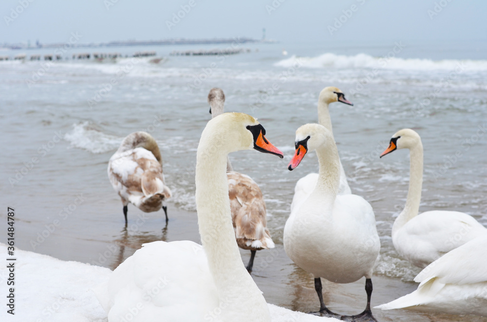 Fototapeta premium swans on the lake
