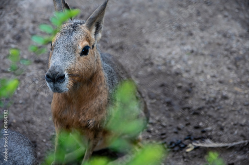 Wild patagonian mara with green leaves in front of it