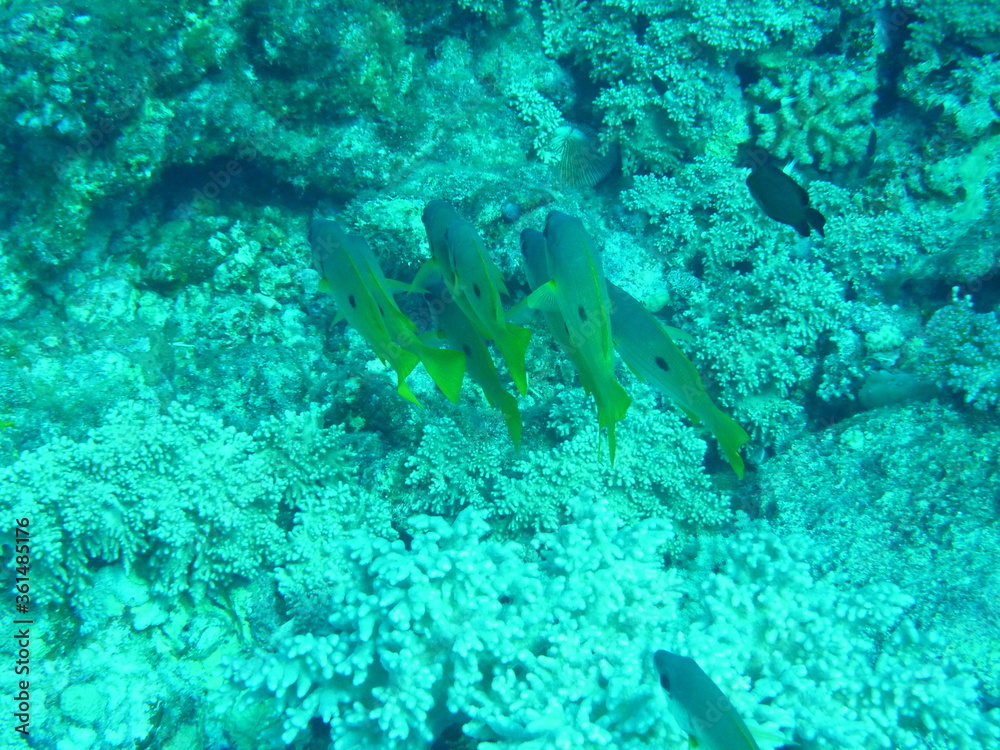 Fototapeta premium Unterwasserwelt