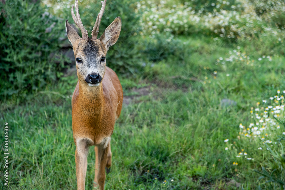 A beautiful curious fawn deer held in captivity approaching A beautiful curious fawn deer held in captivity approaching
