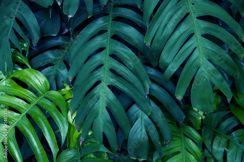 Natural dark green leaves,tropical dark green leaf,