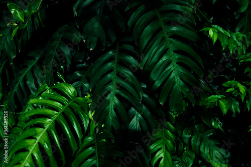 Natural dark green leaves,tropical dark green leaf, © SIRAPOB