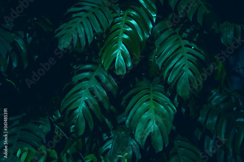 Natural dark green leaves tropical dark green leaf 