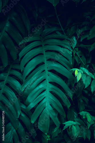 Natural dark green leaves,tropical dark green leaf,