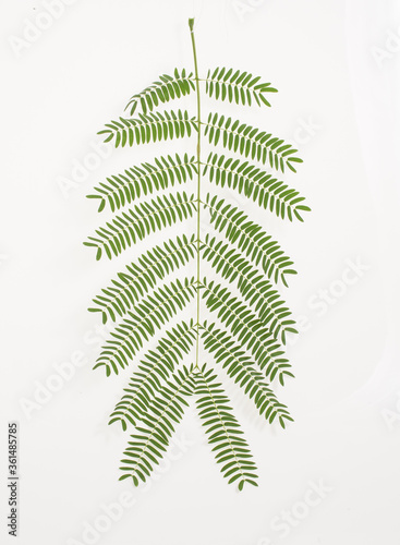 acacia leaves pattern background