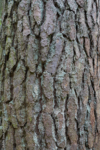 old pine bark close up