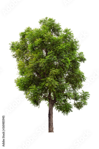 Large green tree  Neem Tree  isolated on white background.