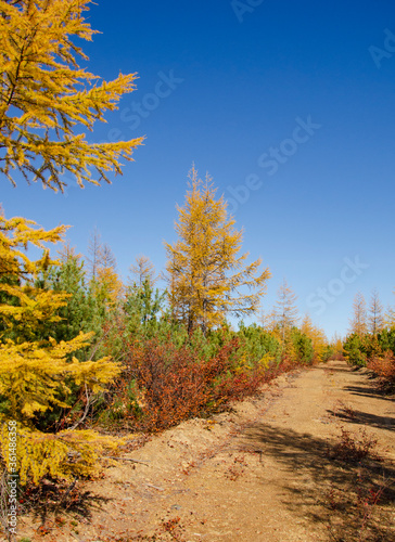 road in autumn forest