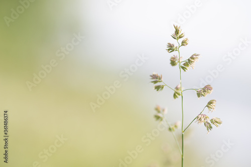grass macro on the background of the field in nude colors
