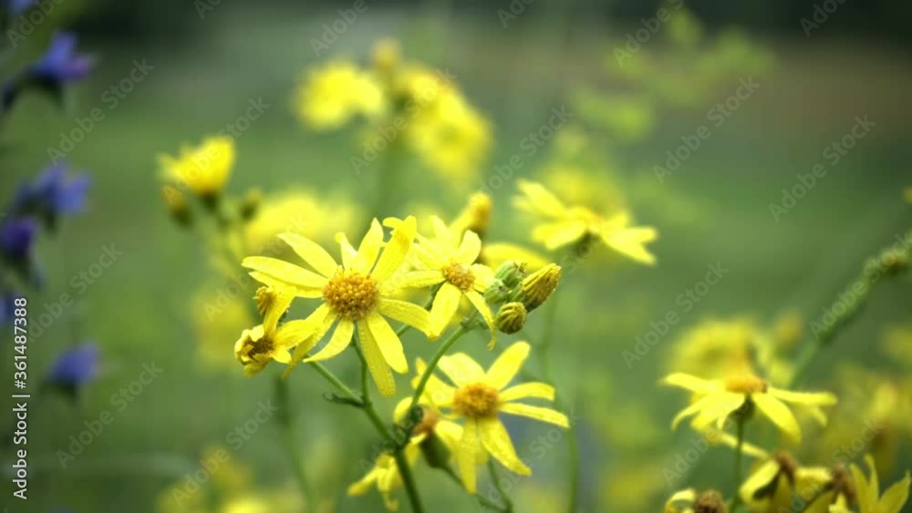 Raindrops falling on yellow flower on a rainy summerday in slow motion. Rain on Flowers Raindrops falling on yellow flower on a rainy summerday in slow motion. Rain on Flowers