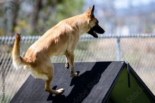 Dog Agility Trial