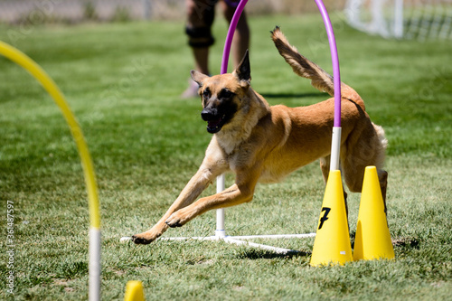 Dog Agility Trial