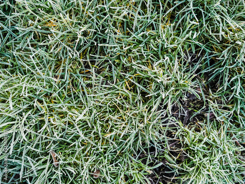 Green grass covered with frost, close up. Winter season theme.
