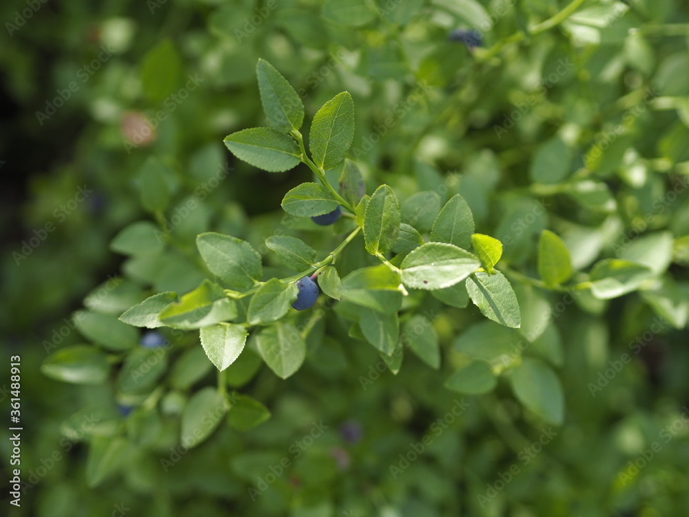 green leaves of a tree green leaves of a tree