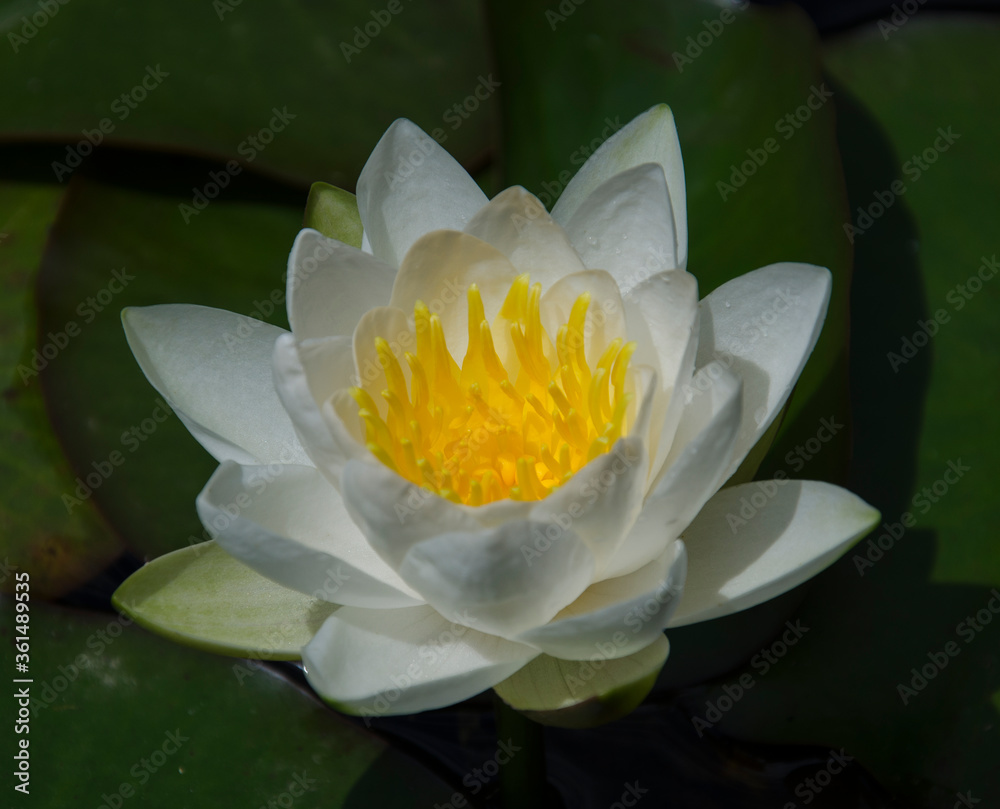 white lotus flower - obrazy, fototapety, plakaty 