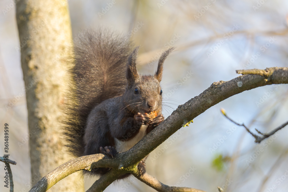 Fototapeta premium European brown squirrel in winter coat on a branch in the forest