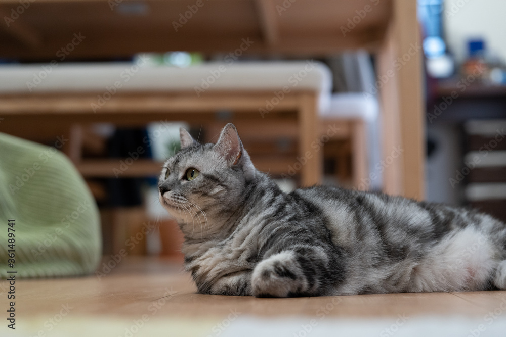 猫　室内飼い