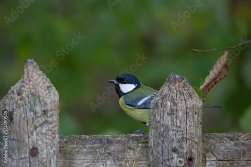 great tit on a branch © were