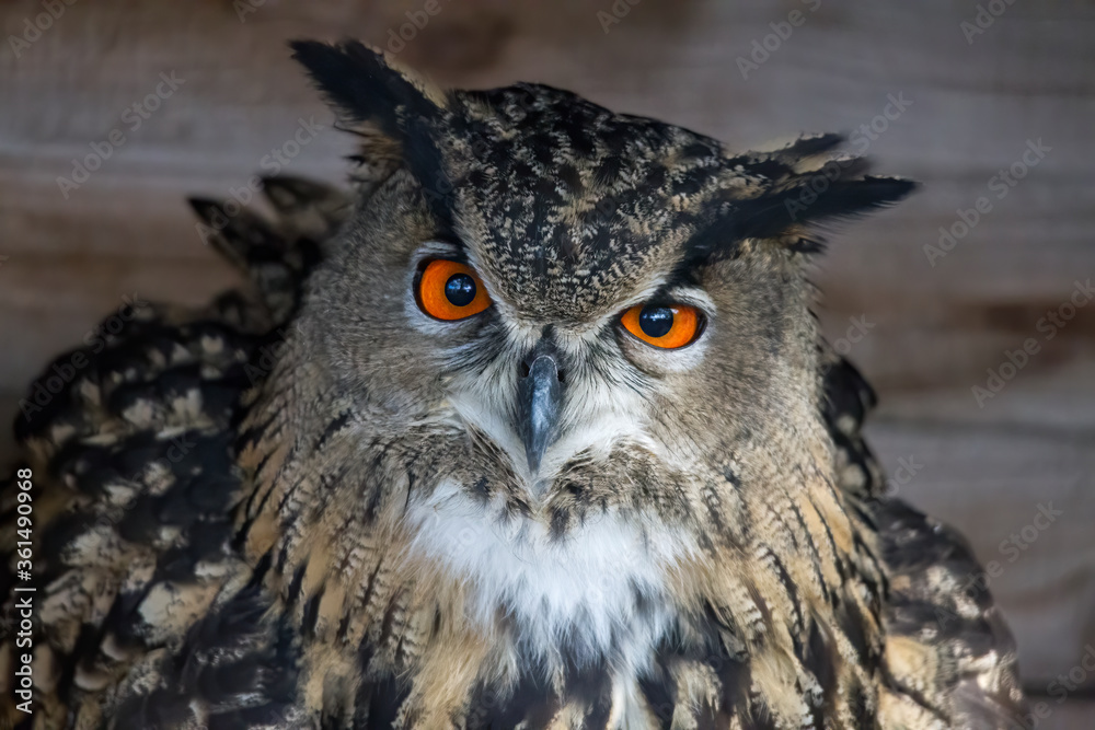 Fototapeta premium European eagle owl looks into the camera