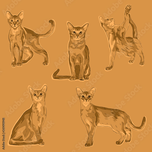 Animal Wildlife Abyssinian Cat Overlapping Vector Style Set © Amyphotostory