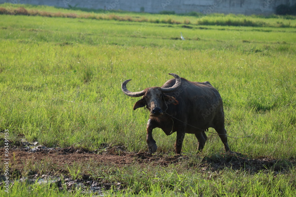 buffalo in the field