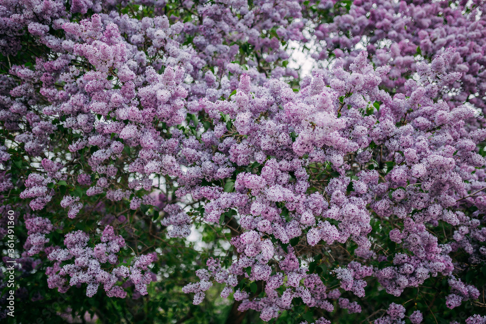 Lilac blossom, purple flowers, spring time and lilac tree flowering. Lilac blossom, purple flowers, spring time and lilac tree flowering.