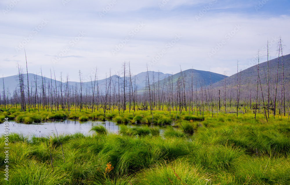 landscape with grass and mountains. Burnt larch trunks in the swamp, against the background of blue mountains in the future. landscape with grass and mountains. Burnt larch trunks in the swamp, against the background of blue mountains in the future.