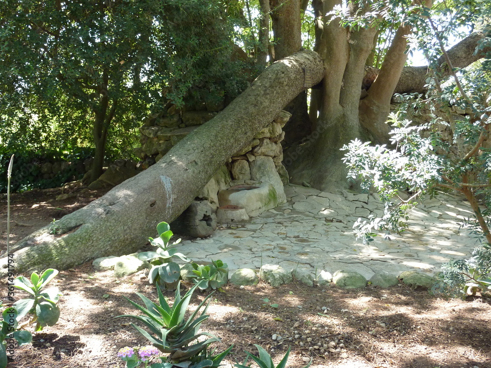 Fototapeta premium Baumstamm