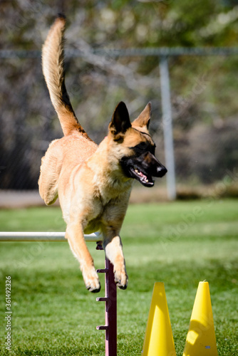 Dog Agility Trial
