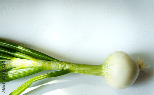 Large fresh bulb white onion on white background with copy space