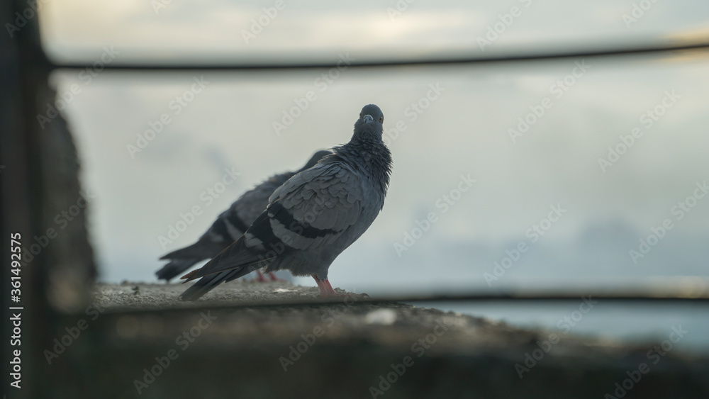 Fototapeta premium pigeon looking at the camera
