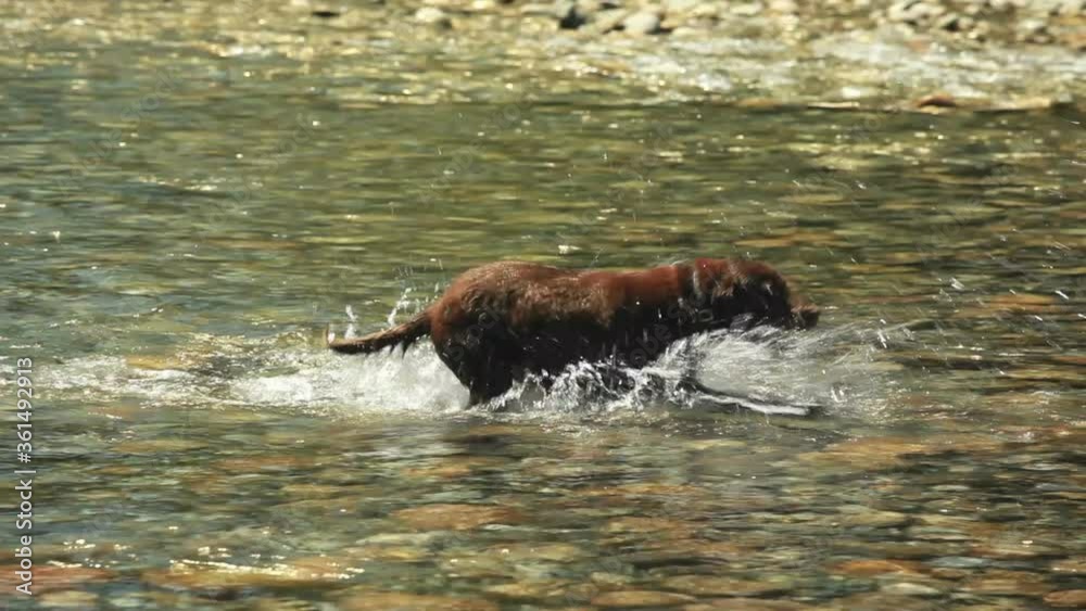 Chocolate labrador retrieving a ball from a stream