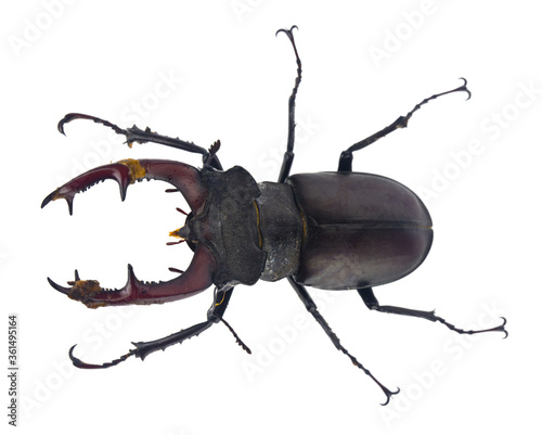 Stag beetle isolated on white background photo